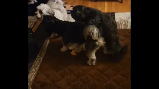 Elizabeth humping - taking charge of the puppies - hilarious!