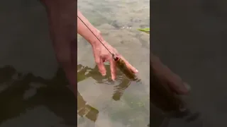 Amazing catching eel video | eel fishing unique #shorts [#1676]