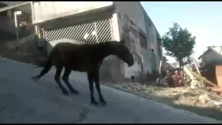 Cavalo Sem Freio Desce a Rua Escorregando