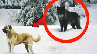 Wolf attacks a Kangal!!!