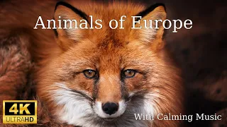 Animals of Europe 4k - Scenic Film With Calming Music