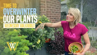 Overwintering Plants at the Cottage