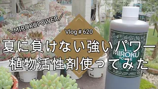 【Vlog620】【多肉植物】夏に負けない強いパワー🌵カニ丸ごとの植物活性剤使ってみた【MIROKU POWER】