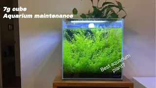 Is this the BEST aquarium plant? (Planted Aquarium Maintenance)