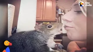 Rescue Squirrel Loves To Eat Veggies And Tuck Herself Into Bed | The Dodo