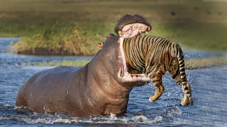 20 Scariest Animal Fights Caught on Camera