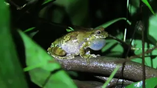 Vocalização de Dendropsophus melanargyreus