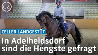 In Adelheidsdorf sind die Hengste gefragt