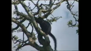 Kibale Uganda, monkeys and base camp