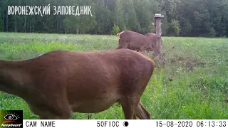 Оленухи с телятами, август. Воронежский заповедник