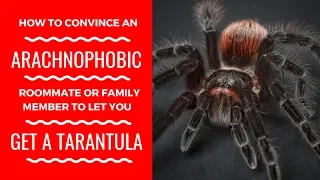 How To Convince An Arachnophobic Roommate Or Family Member To Let You Get A Tarantula