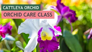 Cattleyas: Orchid Care Class| #VizcayaMuseum