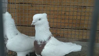 12 ноября 2021 г. подбираю птицу для голубеводов, андижанские голуби узбекские голуби
