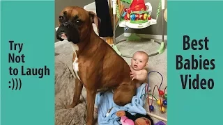 Babies Laughing At Boxer Dogs || Why Boxers Are The Best Friends For Babies