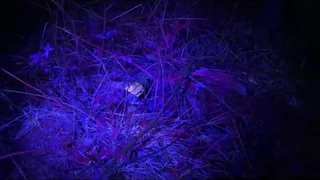 Mushroom hunting at night with expert light