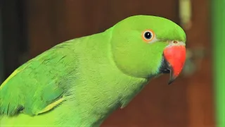 Parrot's Chirping at Morning | Natural Parrot Sounds | Parrot Calling Sounds ||