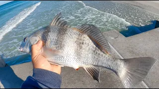 Beach Fishing Catching Black Drum From Shore (Catch, Clean and Cook) Grilled Drum With Shrimp Sushi