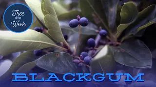 Tree of the Week: Blackgum