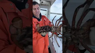Do lobsters ever stop breeding?