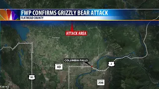 Grizzly bear confirmed in surprise attack on northwest Montana hunter