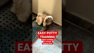 Easy POTTY TRAINING Videos available in channel @kukkuspets #pottytraining #shihtzu #puppy #dog