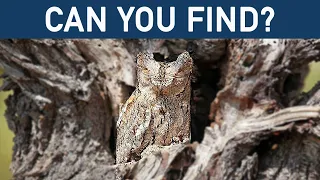 Can You Find Hidden Animals in These 14 Photos? - Champions Of Hide And Seek #1