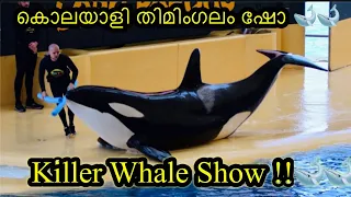 Killer Whales Encounter 🐋🐋, Orca Show Loro Parque, Tenerife ,Spain
