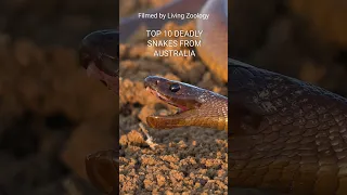 Top 10 deadly venomous and dangerous snakes of Australia
