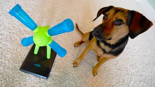 My Dog Is a Genius | DOG PUZZLE