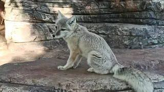 ГЕЛЕНДЖИК КОРСАК. ЖИВОТНЫЕ САФАРИ-ПАРК