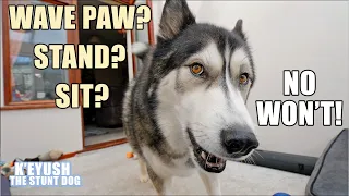 My Husky Argues About EVERYTHING! He Talks Back!