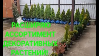 🌳Купил новые маточные декоративные растения, из них много чего интересного! 👍🌳 Скоро будут черенки!🙂