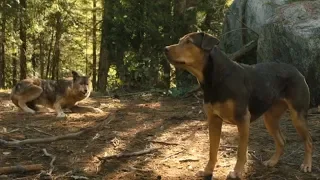 A Dog's Way Home (2019) Big Kitten Saves Bella (Coyote Scene)