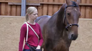 ClickerSchule.de - Hüfttarget-Training eines Pferdes mit dem Clicker