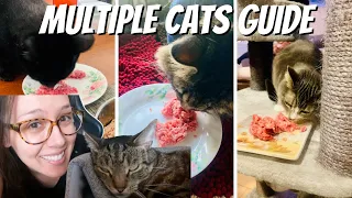 How to keep multiple cats in one home happy