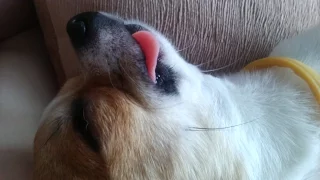 Собака подавилась своим языком... :)