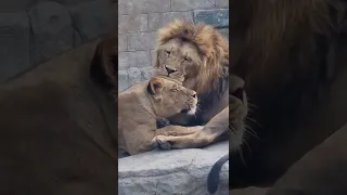 ЛЕВ ЛЮБИТ  ЛЬВИЦУ. LION LOVES THE LIONESS. #shorts #lions #animals