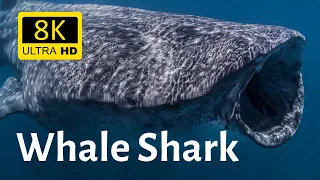 Close-ups of whale shark in wilderness 8K [Ultra HD]