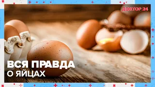 Вся ПРАВДА о ЯЙЦАХ! | Доктор 24