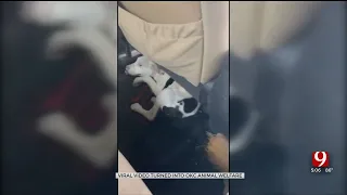 Oklahoma City Police Notified After Videos Show Boys Beating Dogs