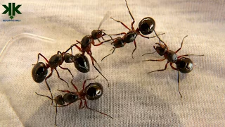 Karıncalar hakkında bilinmeyen şaşırtıcı bilgiler 🐜