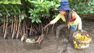 Amazing Catch Many Huge Mud Crabs at The Sea Swamp after Water Low Tide