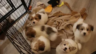 Coton de Tulear Puppies For Sale - Kaley 12/5/23