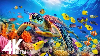 THE DEEP OCEAN | 4K TV ULTRA HD / Full Documentary - Beautiful Coral Reef Fish Video - Stress Relief