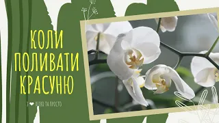 КОЛИ правильно ПОЛИВАТИ ОРХІДЕЮ 💦 ( фаленопсис ) 🌺🌿🌸💦