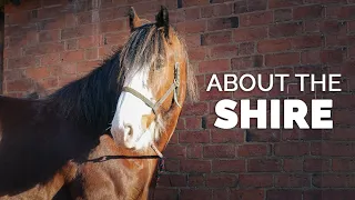 About the Shire | Horse Breeds