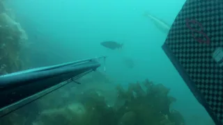 Pêche sous marine à Reine / Lofoten / Norvège