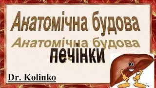 Печінка  Анатоміча будова печінки