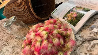 The Tree of Happiness!! How to make a Mimosa Flower Tincture!