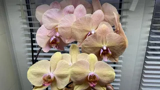 Как я поливаю свою коллекцию орхидей в количестве 130 штук.С таким поливом орхидеи бутоны не сушат.